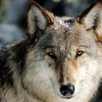 FILE - This Nov. 7, 2017 file photo provided by the National Park Service shows a wolf in Yellowstone National Park, Wyo. Two conservation groups on Wednesday, Aug. 25, 2021 asked the Biden administration to reinstate a federal monitoring program to oversee Idaho’s and Montana’s management of wolves following changes in wolf hunting laws in the two states intended to drastically reduce wolf numbers. (Jacob W. Frank/National Park Service via AP, File)