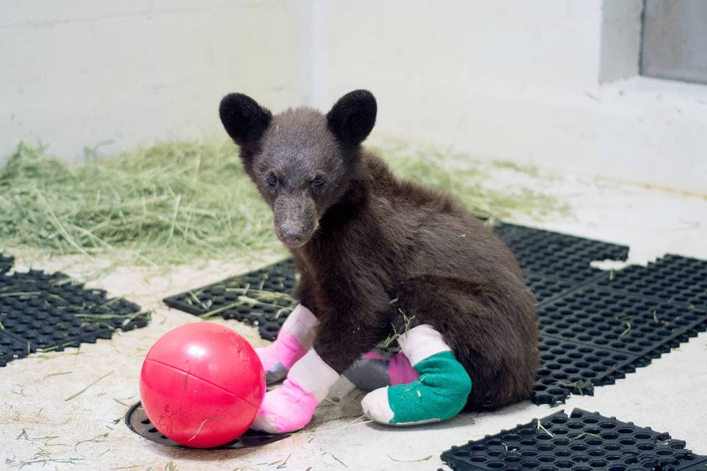 A black bear cub burned in the Twentyfive Mile Fire in Chelan recovers from anesthesia while being cared for at PAWS. (PAWS)