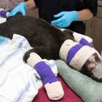 A burned black bear cub receives care at PAWS. (PAWS)