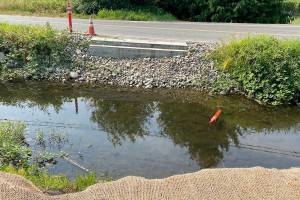 Two concrete footings for a pedestrian bridge sit on either side of Stevens Creek on the north side of North Cove Park in Lake Stevens. (Isabella Breda / The Herald)
