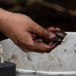 A coho salmon is placed in a bucket Friday in Arlington. (Olivia Vanni / The Herald)