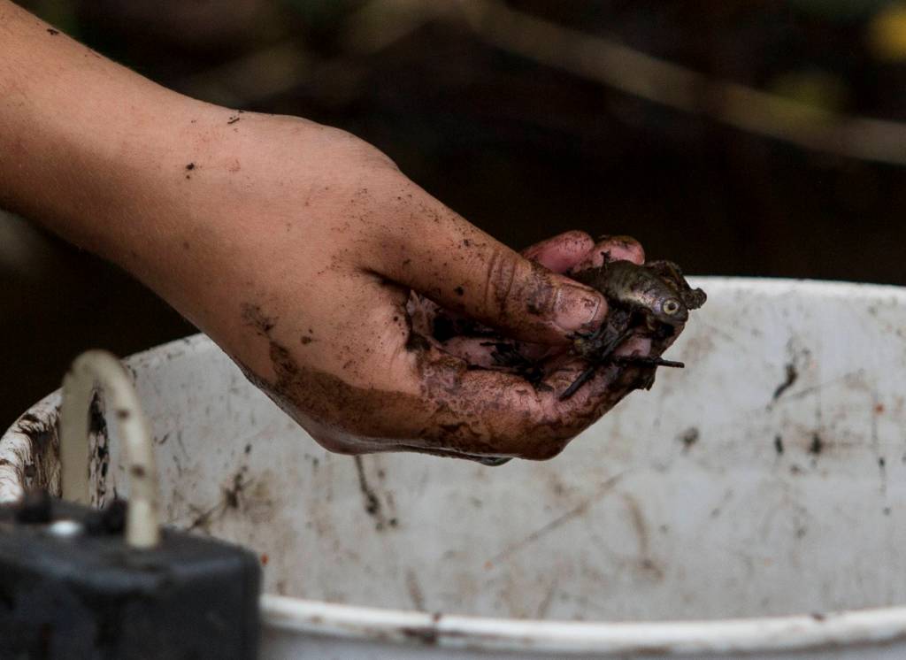 A coho salmon is placed in a bucket Friday in Arlington. (Olivia Vanni / The Herald)