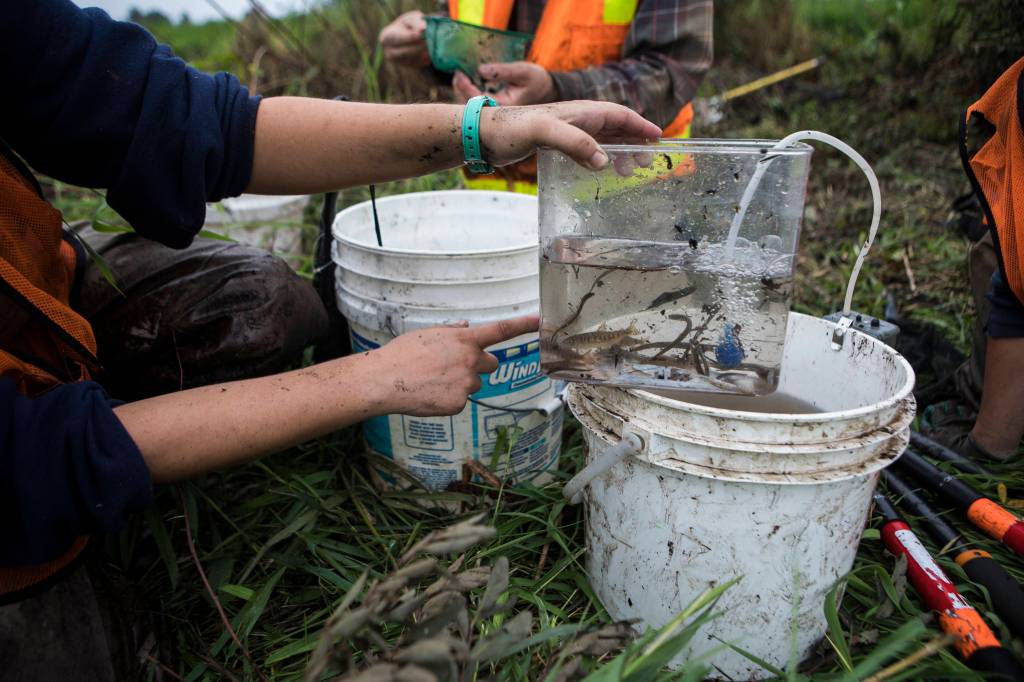 A handful for fish and eels are counted Friday in Arlington. (Olivia Vanni / The Herald)