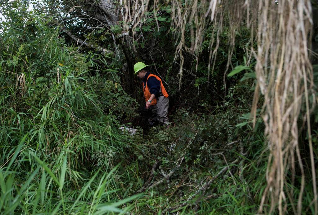Nicole Vandeputte walks through underbrush along a small creek looking for fish Friday in Arlington. (Olivia Vanni / The Herald)