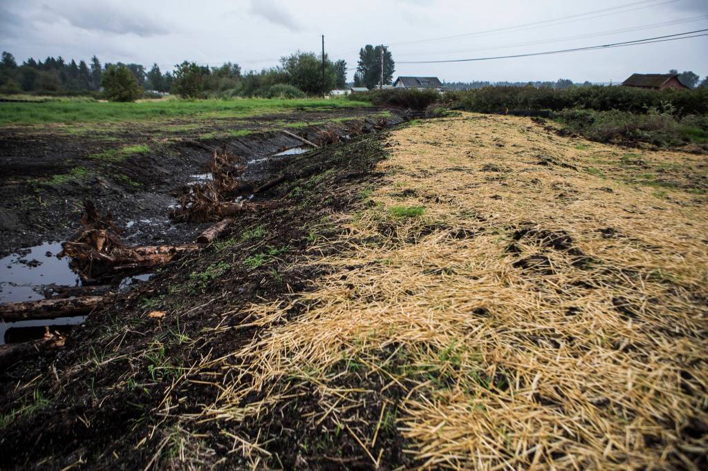 A new stream channel being placed by the Adopt A Stream Foundation along 67th Avenue NE on Friday in Arlington. (Olivia Vanni / The Herald)