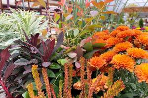 Containers planted in September will look fabulous all the way into April. (Nicole Phillips)