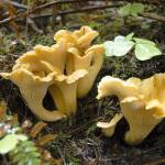 Sno-Isle Libraries presents Mushrooms of the Pacific Northwest with mushroom expert Daniel Winkler on Sept. 15 via Zoom. (Getty Images)
Sno-Isle Libraries presents Mushrooms of the Pacific Northwest with mushroom expert Daniel Winkler on Sept. 15 via Zoom. (Getty Images)