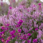 Both heathers (Callunas) and heaths (Ericas) are in their prime for planting in the garden. (Getty Images)