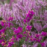Purple heather detail on the scottish coast