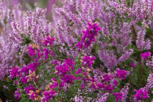 Purple heather detail on the scottish coast