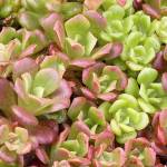 Oregon stonecrop sports year-round nubbly succulent leaves with yellow flowers in the summertime. (Richie Steffen)