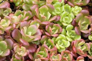 Oregon stonecrop sports year-round nubbly succulent leaves with yellow flowers in the summertime. (Richie Steffen)