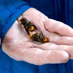 A Washington state Department of Agriculture worker holds two of the dozens of Asian giant hornets vacuumed from a tree in Blaine in 2020. (AP Photo/Elaine Thompson, File)