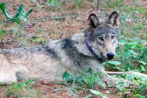 FILE - In this Feb. 2021, file photo released by California Department of Fish and Wildlife, shows a gray wolf (OR-93), seen near Yosemite, Calif., shared by the state's Department of Fish and Wildlife. A top federal wildlife official on Friday, Aug. 20, 2021, said there is growing concern over aggressive hunting rules adopted by states in the Great Lakes and northern Rocky Mountains. (California Department of Fish and Wildlife via AP, File)