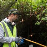 Needles hang from miniature wiffle balls Sunday at an encampment in a wooded area near Everett. (Olivia Vanni / The Herald)