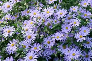 Frikart’s aster is loaded with lavender-blue flowers from midsummer to autumn. (Richie Steffen)