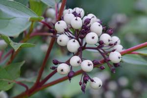 Red osier dogwood  (Cornus sericea (stolonifera)) berries, leaves and twigs.