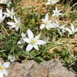 Wildflowers: Dont forget to look at the small features of a landscape when taking photos with your phone. (Jessi Loerch)