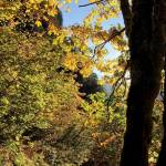Exposure controls can help you take well-lit photos, such as this one of Perry Creek, off the Mountain Loop Highway. (Jessi Leorch)