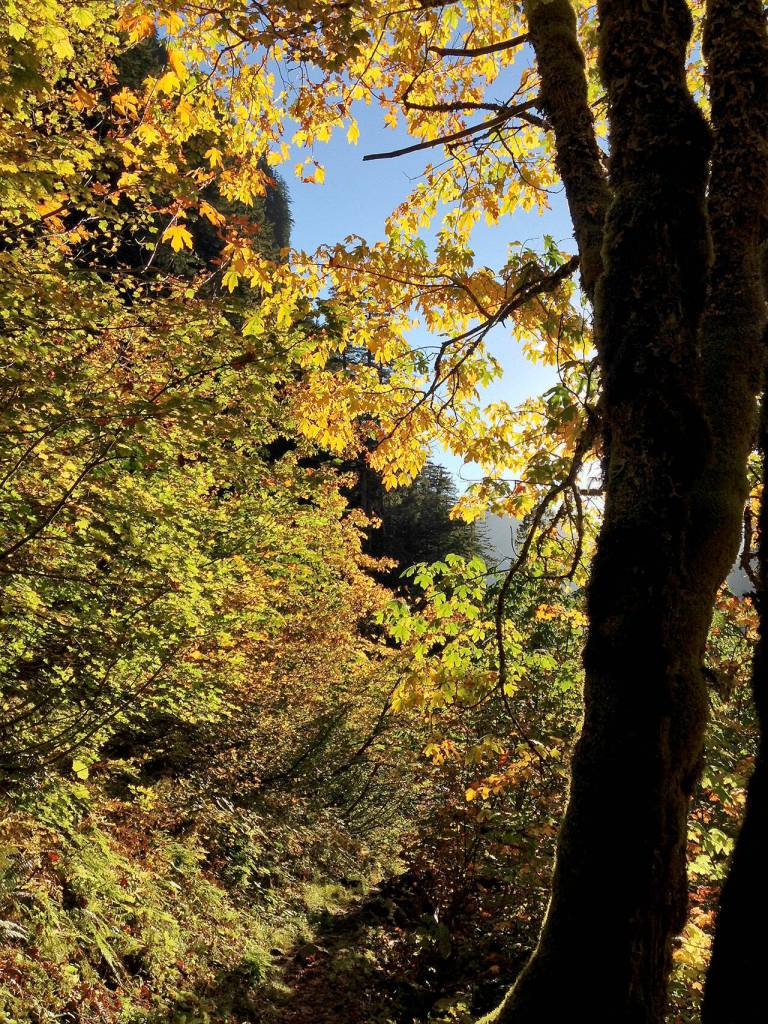 Exposure controls can help you take well-lit photos, such as this one of Perry Creek, off the Mountain Loop Highway. (Jessi Leorch)