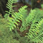 Fern: This photo was taken using portrait mode, to help the fern really stand out from the background. (Erika Haugen-Goodman)