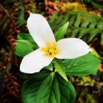 Trillium: Playing with the editing features on your phone can create interesting effects, like in this trillium photo. (Jessi Loerch)