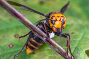 In photo provided by the Washington State Dept. of Agriculture, an Asian Giant Hornet wearing a tracking device is shown Thursday, Oct. 22, 2020 near Blaine, Wash. Scientists have discovered the first nest of so-called murder hornets in the United States and plan to wipe it out Saturday to protect native honeybees, officials in Washington state said Friday, Oct. 23, 2020. (Karla Salp/Washington Dept. of Agriculture via AP)