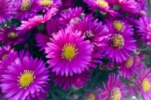 Fall is for planting: Now is a great time to visit the garden center to see which cool-season vegetables and fall-blooming perennials are available. (Nicole Phillips)