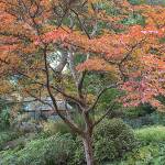 Japanese stewartia's dark green leaves become a riot of saturated oranges and flaming reds in the fall. (Richie Steffen)