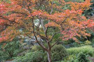 Japanese stewartia's dark green leaves become a riot of saturated oranges and flaming reds in the fall. (Richie Steffen)