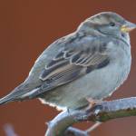 The Camano Wildlife Habitat Project will present an Attracting Birds to your Yard webinar on Oct. 20 via Zoom. (Mike Benbow)