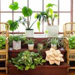 This photo provided by Green Philosophy Co. shows their soft plush pillows in the shape of a tropical leaf or succulent. They've partnered with nonprofit Trees for the Future, so pillow and throw sales support planting initiatives worldwide. (Sarah Eichstedt/Green Philosophy Co. via AP)