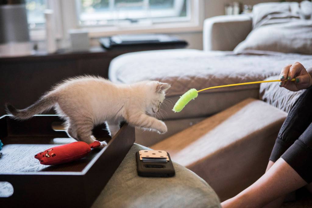 Hunny-Bunny bats at a cat toy at her foster home in Bothell. (Olivia Vanni / The Herald)