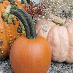 Get in the fall spirit by decorating your house for autumn. (Jennifer Bardsley)