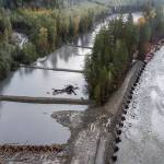 The South Fork Stillaguamish River runs through a new location past a man-made meander jam, large woody material jam and a live crib wall to help guide its new course on Wednesday in Verlot. (Olivia Vanni / The Herald)