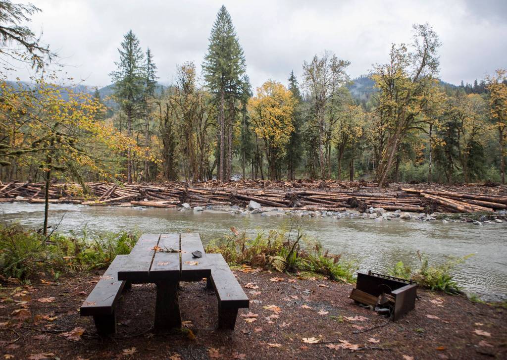 A large woody material jam, made out of logged trees, is visible from a new river-side campsite at the Gold Basin Campground on Wednesday in Verlot. (Olivia Vanni / The Herald)