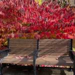 Sunny skies and fall colors make for a beautiful backdrop at Quail Park of Lynnwood.