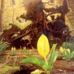 The oil painting After the Fall by Rob Schouten was inspired by the Wilbert Trail at South Whidbey State Park.