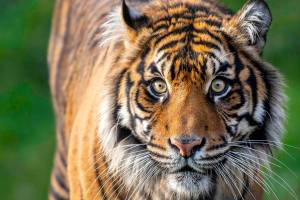 Kirana, a female  Sumatran tiger, died Oct. 4 after experiencing severe injuries during a breeding introduction (Katie Cotterill/Point Defiance Zoo & Aquarium).