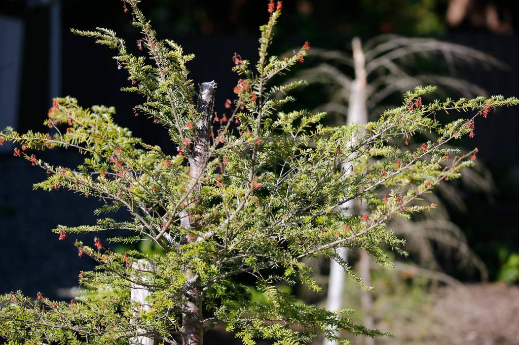 Fir trees were chopped at four feet at a 2017 housing development in Bothell. (Kevin Clark / The Herald)