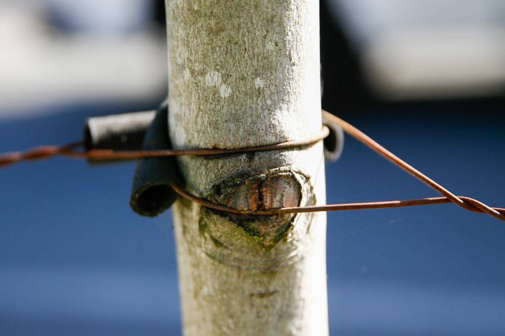 Trees at a 2017 housing development in Bothell are outgrowing supporting cables. (Kevin Clark / The Herald)