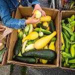 People look through a box of vegetables at the Lake Stevens Community Food Bank in 2018. (Olivia Vanni / Herald file)