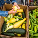 People look through a box of vegetables at the Lake Stevens Community Food Bank on Aug. 30, 2018 in Lake Stevens, Wa. (Olivia Vanni / The Herald)