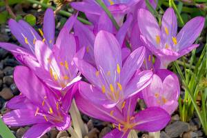 Autumn crocus is one of two types of fall-blooming bulbs available in garden centers now. (Getty Images)