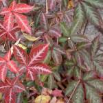 Silvervein creeper is a self-clinging vine that provides its best foliage color in light to dappled shade. (Richie Steffen)