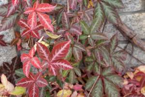 Silvervein creeper is a self-clinging vine that provides its best foliage color in light to dappled shade. (Richie Steffen)