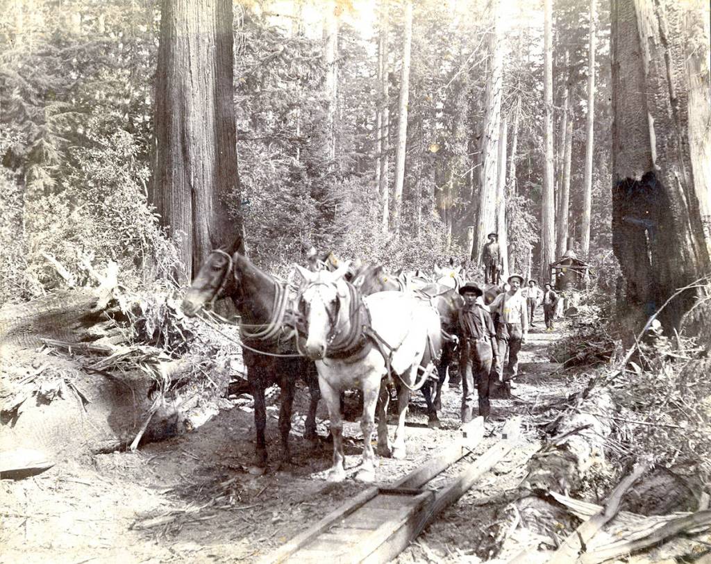What brought your ancestors to Skagit County? Skagit County Historical Museum photo.