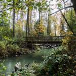 A bridge built by the Snohomish County PUD crosses a side stream created to improve conditions for fish on the Sultan River. (Olivia Vanni / The Herald)