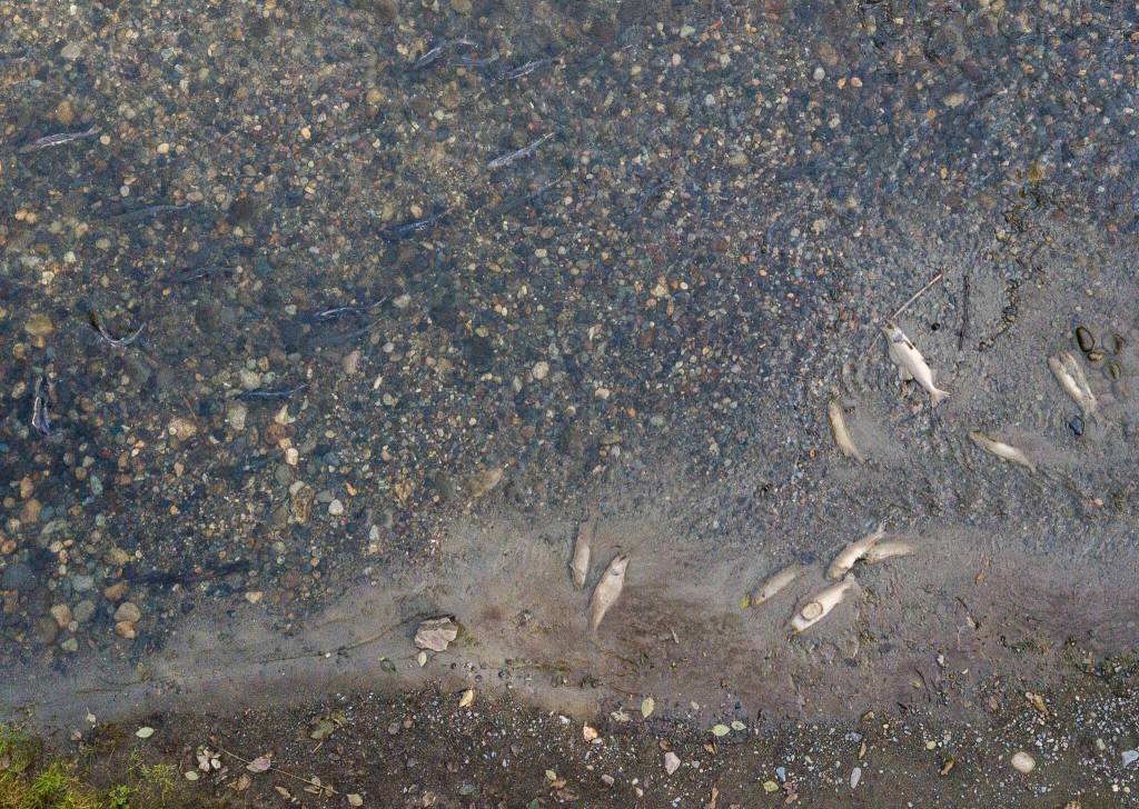 Decomposing salmon carcasses litter the Sultan riverbed while spawning salmon make their way upstream. (Olivia Vanni / The Herald)