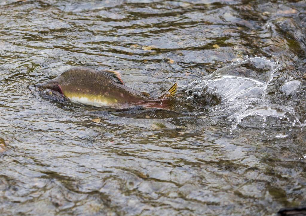 A pink salmon makes its way up a Sultan River side stream created to help improve conditions for fish. (Olivia Vanni / The Herald)
